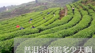 普洱茶能喝多少天啊/2023120598348