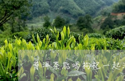 普洱茶能喝枸杞一起泡茶吗/2023051122693