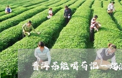 普洱茶能喝苟记一起泡/2023061461916