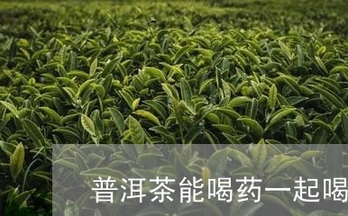 普洱茶能喝药一起喝么/2023092716060