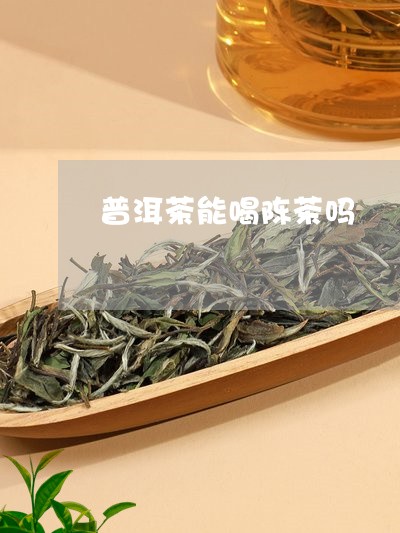 普洱茶能喝陈茶吗/2023112692816