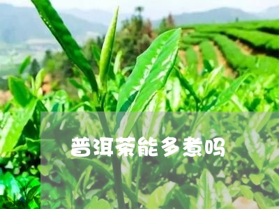 普洱茶能多煮吗/2023101682704