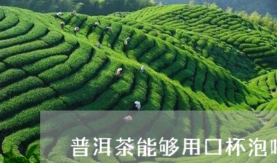 普洱茶能够用口杯泡吗/2023092940494