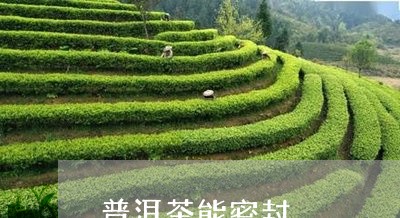 普洱茶能密封/2023042753207