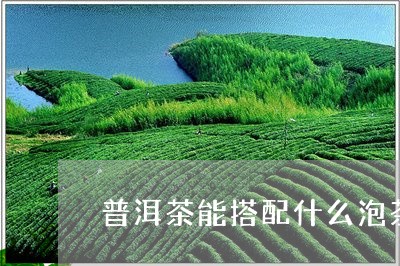 普洱茶能搭配什么泡茶/2023080163603