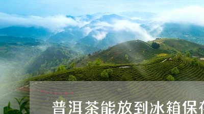 普洱茶能放到冰箱保存/2023062417261