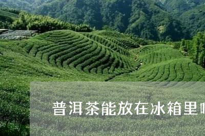 普洱茶能放在冰箱里吗/2023062838471