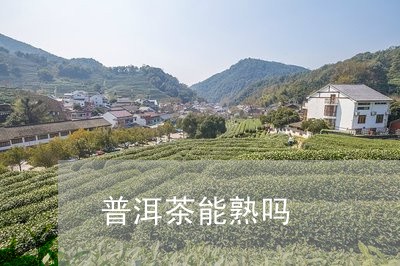 普洱茶能熟吗/2023042546197