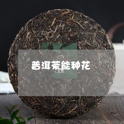 普洱茶能种花/2023042689916