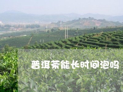 普洱茶能长时间泡吗/2023091537159