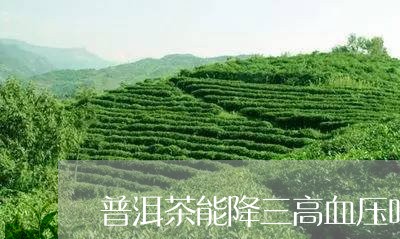 普洱茶能降三高血压吗/2023093008179