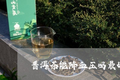 普洱茶能降血压吗最好/2023062279271