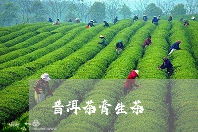 普洱茶膏生茶/2023042832761