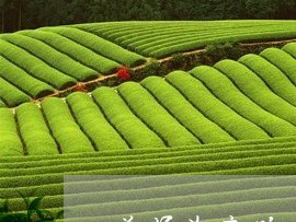 普洱茶膏硬度/2023042730644