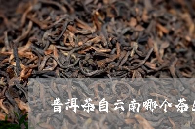 普洱茶自云南哪个茶区/2023100757371