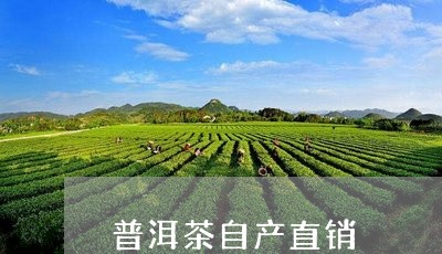 普洱茶自产直销/2023120389627