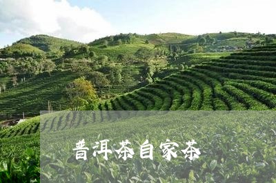 普洱茶自家茶/2023042898974