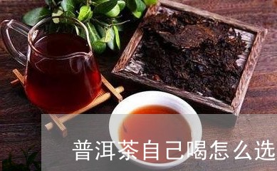 普洱茶自己喝怎么选茶叶/2023110135039