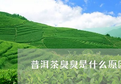 普洱茶臭臭是什么原因/2023061836149