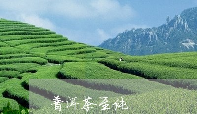 普洱茶至纯/2023102537371