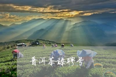 普洱茶臻聘号/2023110354026