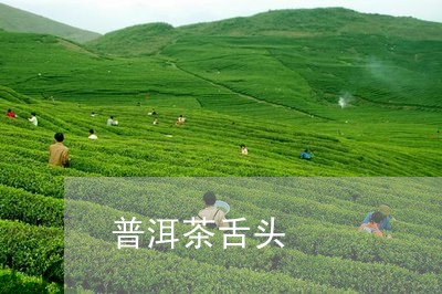 普洱茶舌头/2023090562835