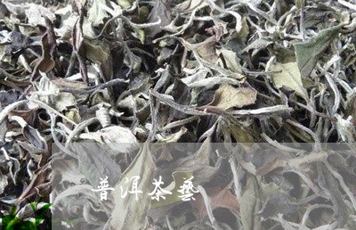 普洱茶艺/2023090182714