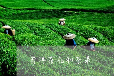 普洱茶花和茶果/2023102661572