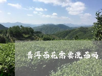 普洱茶花需要洗茶吗/2023112456272