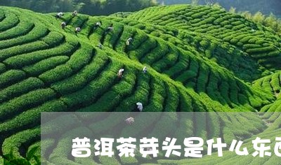 普洱茶芽头是什么东西/2023062182068