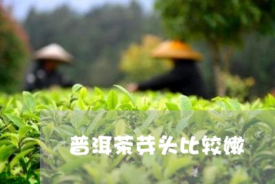 普洱茶芽头比较嫩/2023120469593