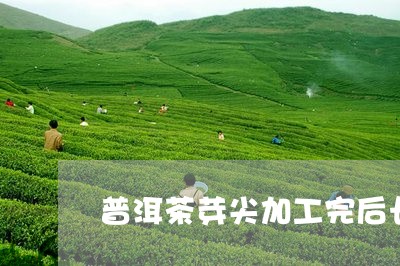 普洱茶芽尖加工完后长啥样/2023110238470