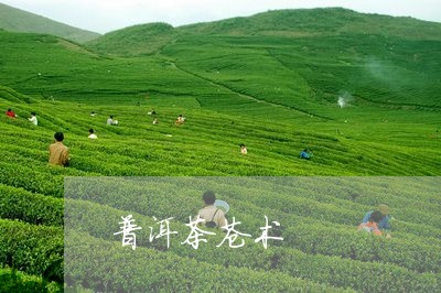 普洱茶苍术/2023090574606