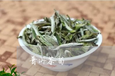 普洱茶苗/2023110896363