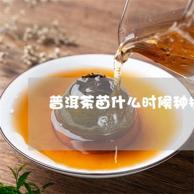 普洱茶苗什么时候种植/2023092589583