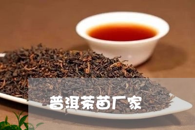 普洱茶苗厂家/2023042797500