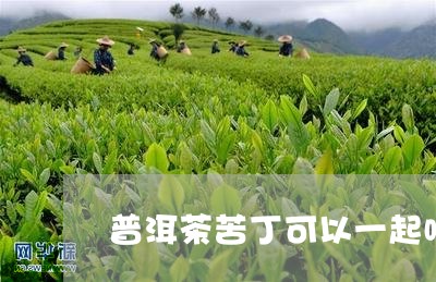 普洱茶苦丁可以一起喝/2023092666171