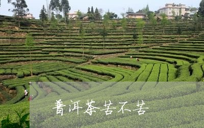 普洱茶苦不苦/2023042961442