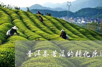 普洱茶苦涩的转化原因分析/2023112818613