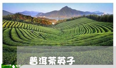 普洱茶英子/2023090533715