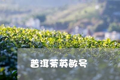 普洱茶英敏号/2023042588449