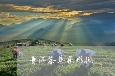 普洱茶苹果形状/2023102612924