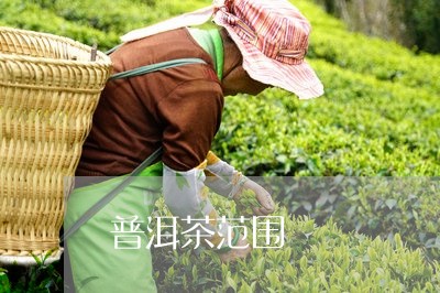 普洱茶范围/2023090612713