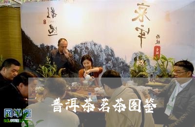 普洱茶茗茶图鉴/2023101688473