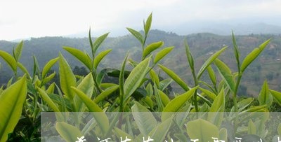 普洱茶茶化石需要洗茶吗/2023120725938