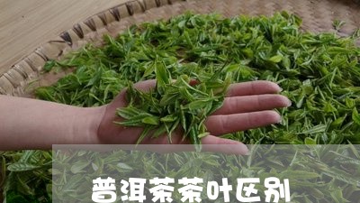 普洱茶茶叶区别/2023091526041