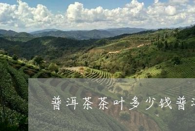 普洱茶茶叶多少钱普洱茶等级/2023052915172