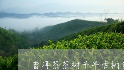 普洱茶茶树千年古树普洱茶特点/2023053066259