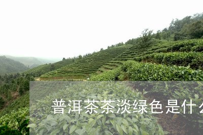 普洱茶茶淡绿色是什么茶/2023110796150