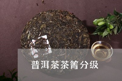 普洱茶茶箐分级/2023091595036